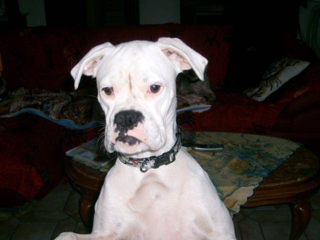TESSA. Boxer - Boxer