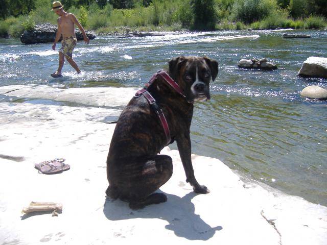 laya boxer - Boxer