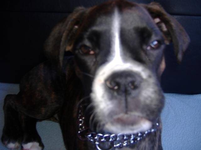 laya boxer - Boxer