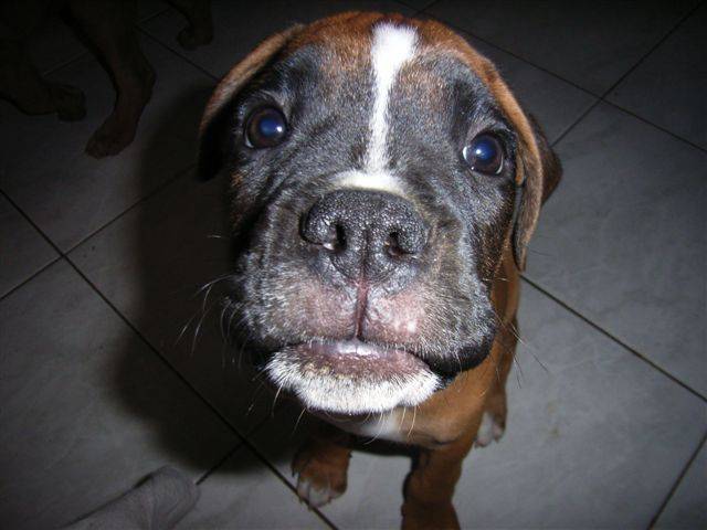 BOXER * Cooky - Boxer