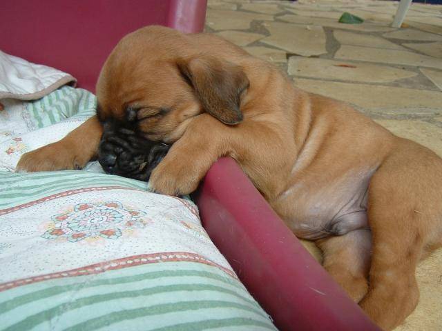 Boxer * Cacahuète - Boxer