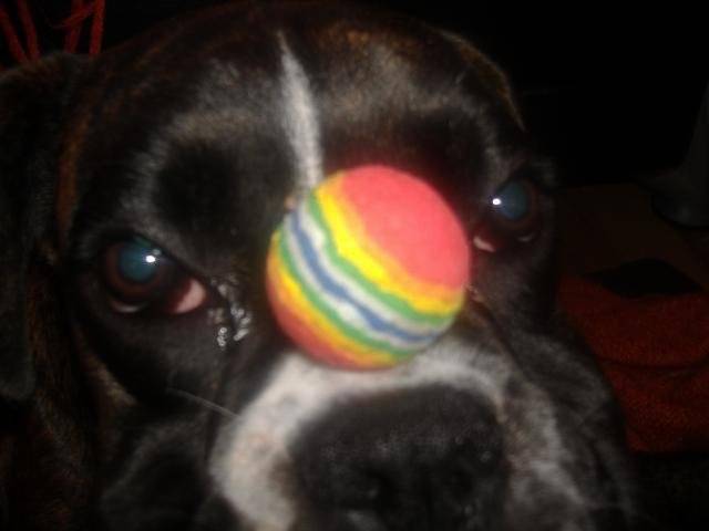 boxer laya - Boxer