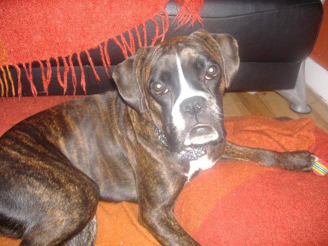 boxer laya - Boxer