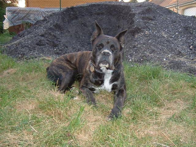 boxer - Ughy - Boxer