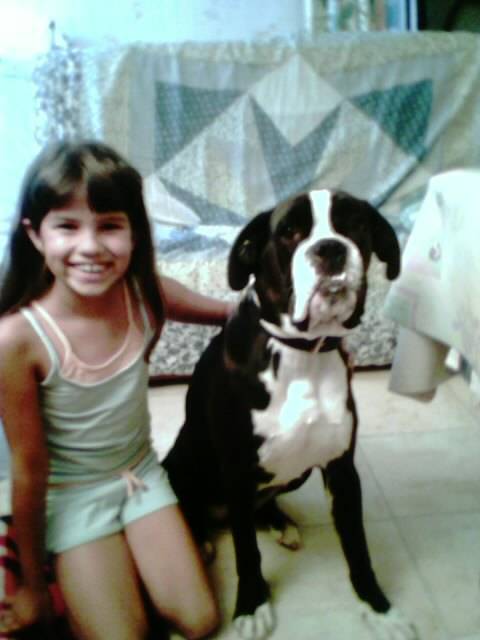 Achanti 3 boxer - Boxer