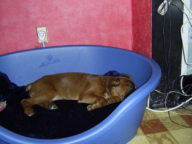 boxer kénox - Boxer