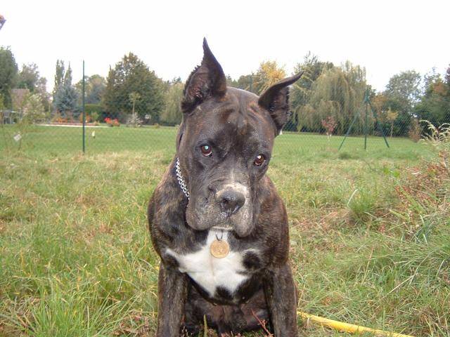 BOXER - UGHY - Boxer