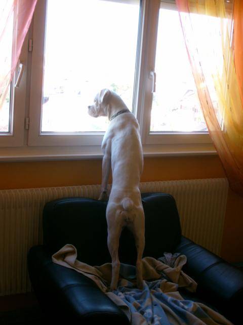 TESSA. Boxer. 9 mois - Boxer (9 mois)