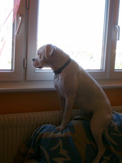 TESSA. Boxer. 9 mois - Boxer (9 mois)