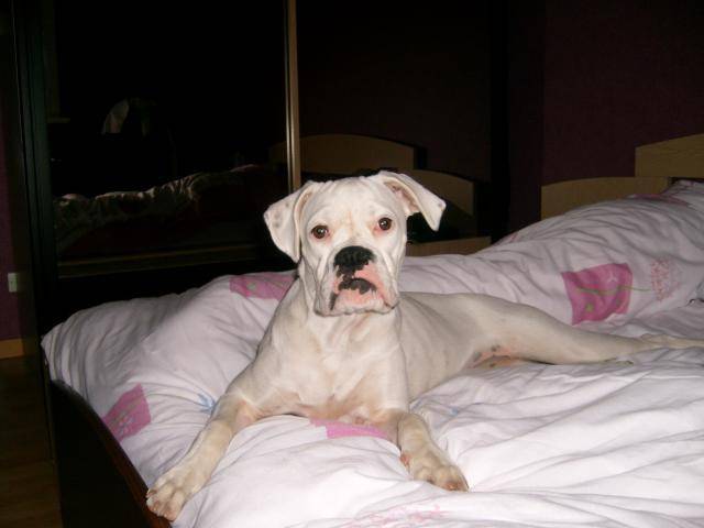 TESSA. Boxer. 9 mois - Boxer (9 mois)