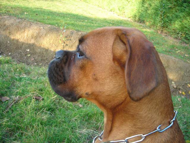 Boxer Cali - Boxer