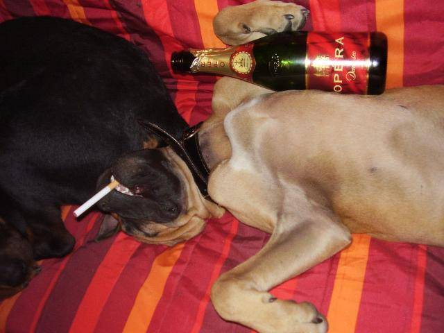 Boxer Cyclone - Boxer
