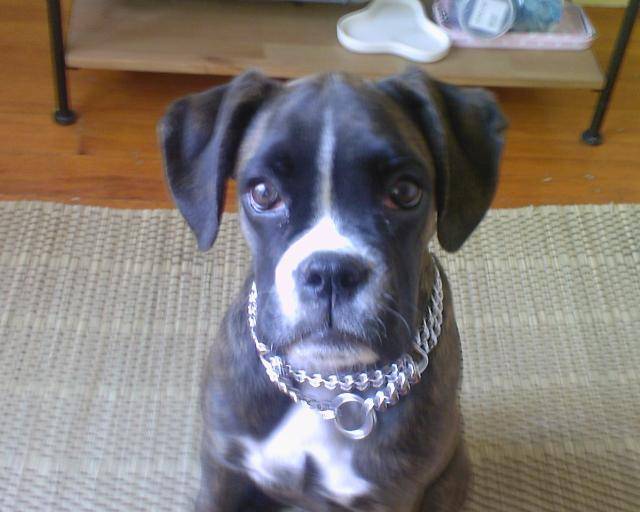 laya boxer - Boxer