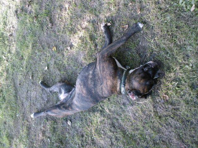 laya boxer - Boxer