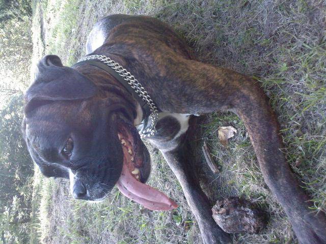 laya boxer - Boxer