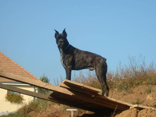 BOXER * Ughy * - Boxer