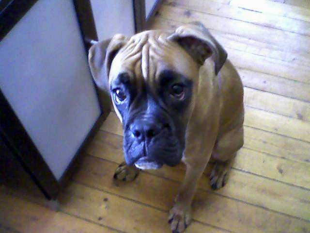 CURT BOXER - Boxer