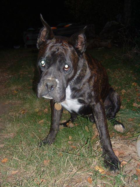 boxer - Ughy - Boxer