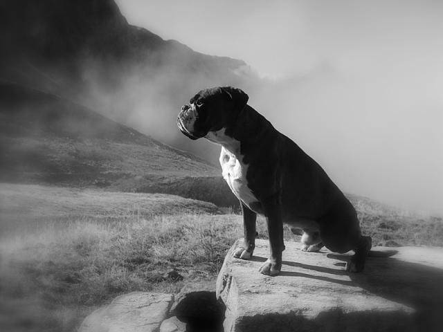 angus boxer - Boxer