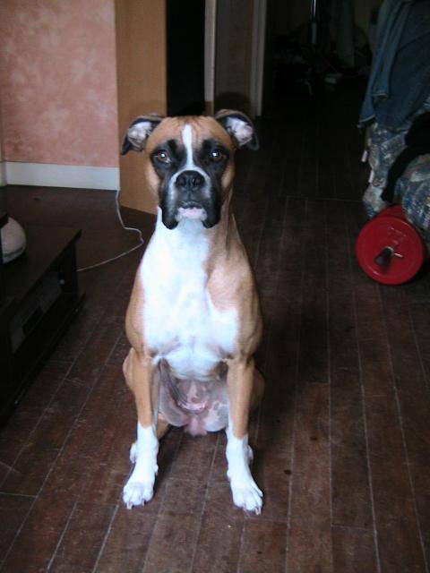 BULMA BOXER - Boxer