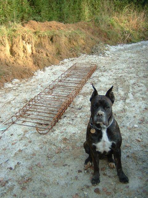 Boxer - Ughy - Boxer