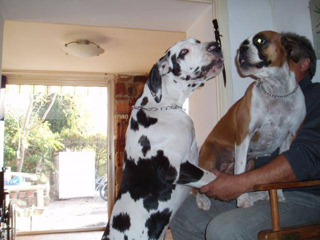 BOXER SCALA - Boxer