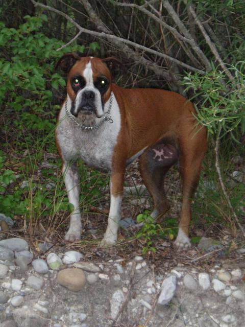 boxer - Boxer