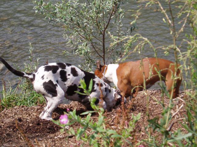 dogue arlequin et boxer - Boxer