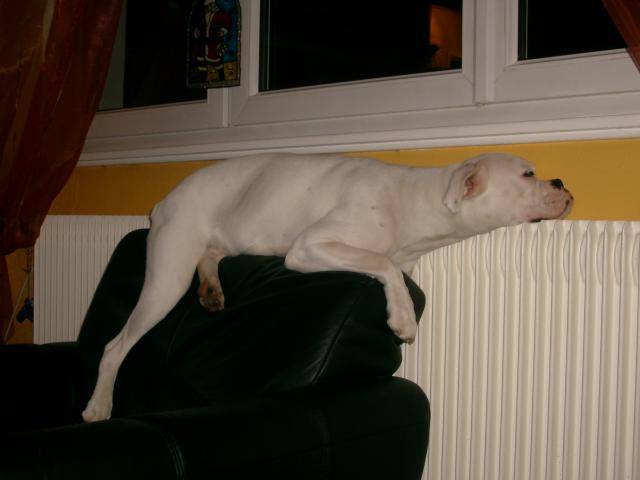 TESSA. Boxer. 11 mois - Boxer (11 mois)