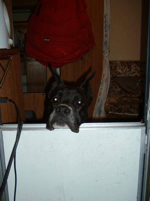 BOXER-UGHY - Boxer