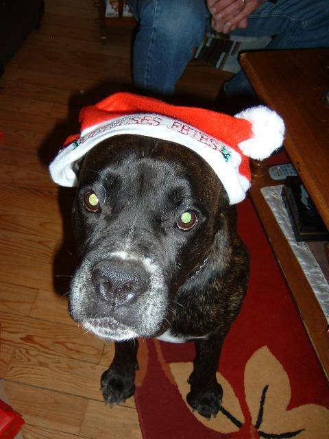 BOXER - UGHY - Boxer