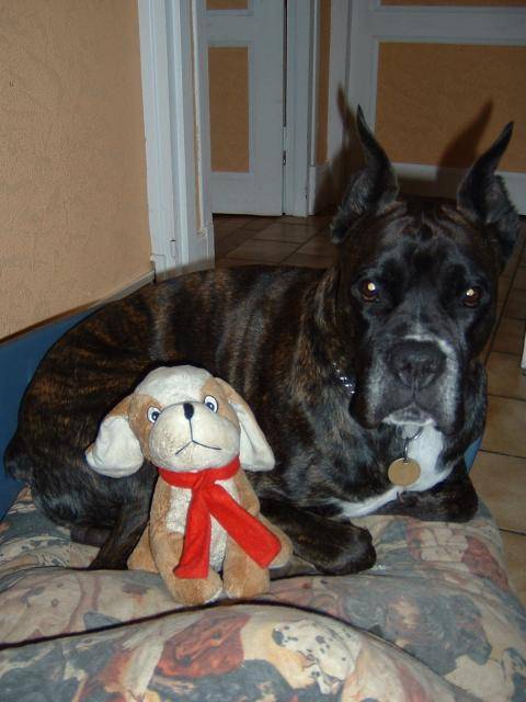 BOXER - UGHY - Boxer