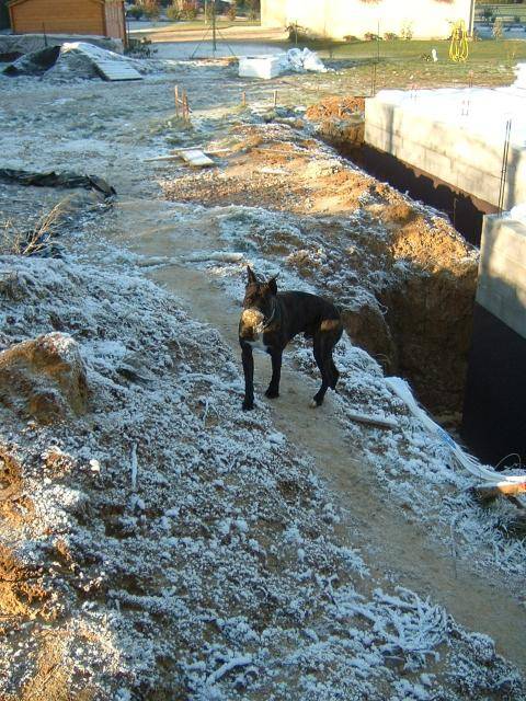BOXER BRINGE - UGHY - Boxer