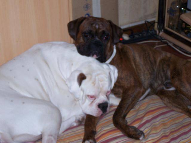 BOXERS : Vasco et Volco - 3 ans (Frères) - Boxer (3 ans)