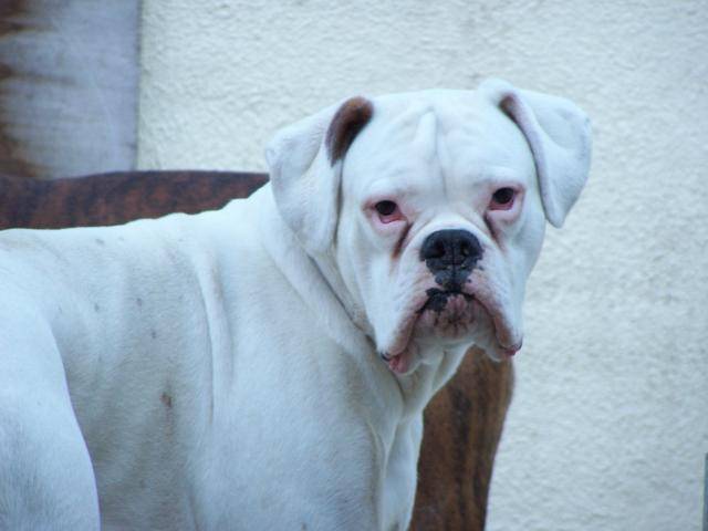 Boxer Vasco et Volco - Boxer
