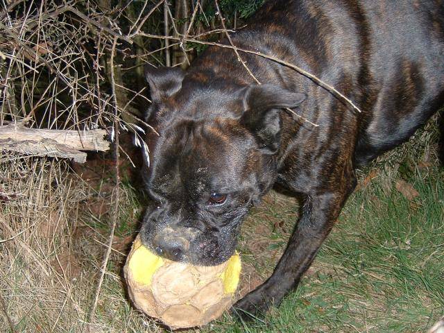 Boxer - Ughy - Boxer
