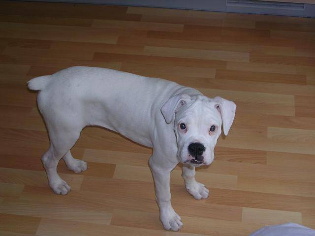 Maya boxer - Boxer