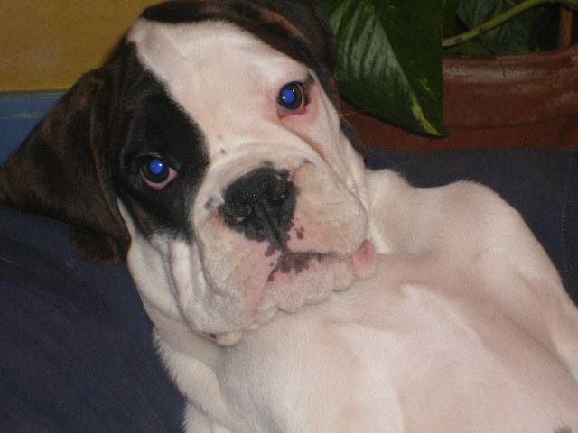 cazan boxer blanc - Boxer