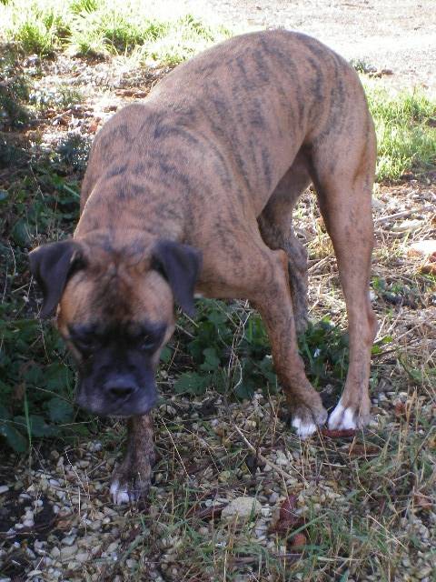 swane boxer bringé - Boxer