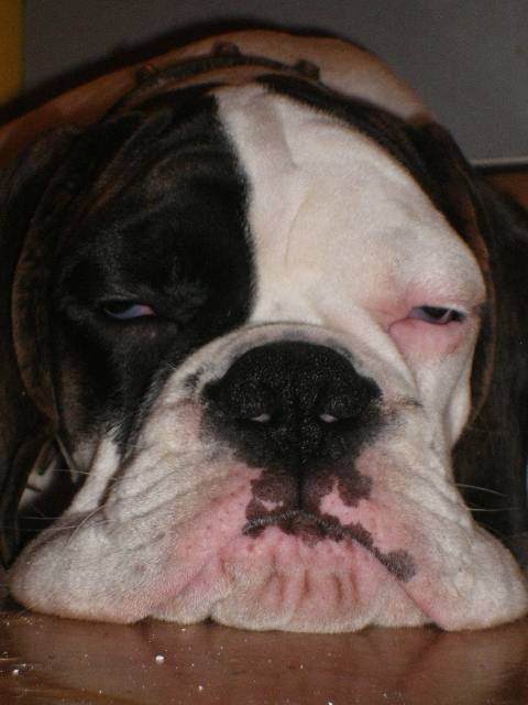 cazan boxer blanc - Boxer