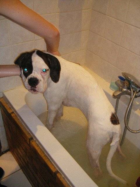 cazan boxer blanc - Boxer