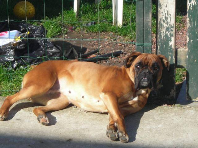 BOXER - Boxer