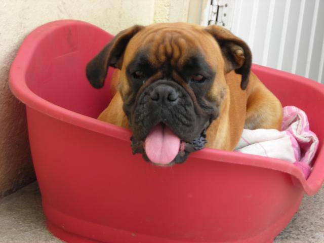 boxer - Boxer