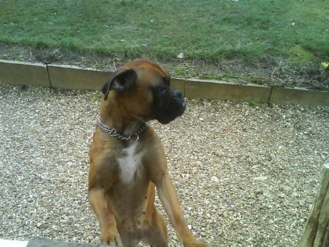 aqua (boxer) - Boxer