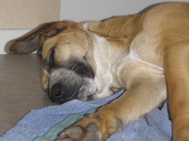 croisé berger & boxer Cayenne - Boxer