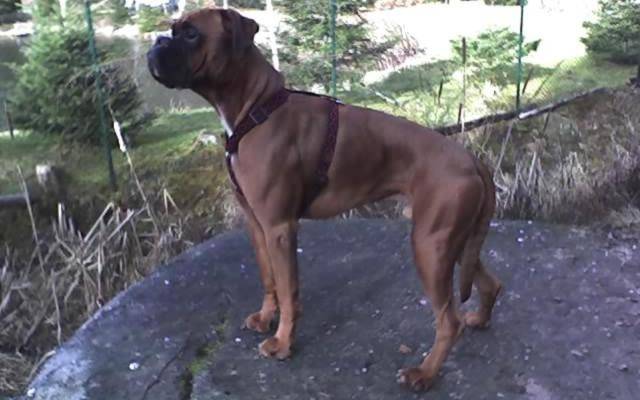 boxer balou - Boxer