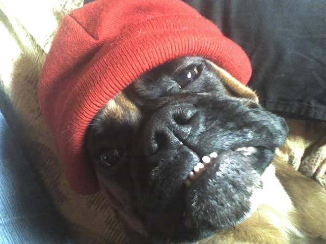 boxer balou - Boxer