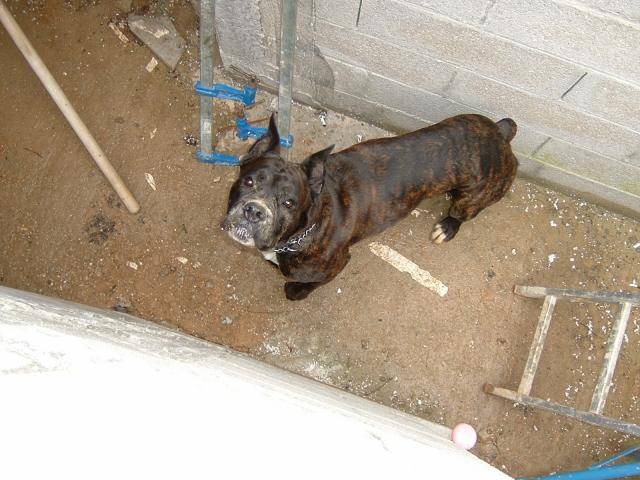boxer - Ughy - Boxer
