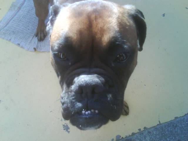 aqua (boxer) - Boxer