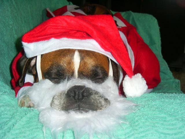 boxer thor - Boxer